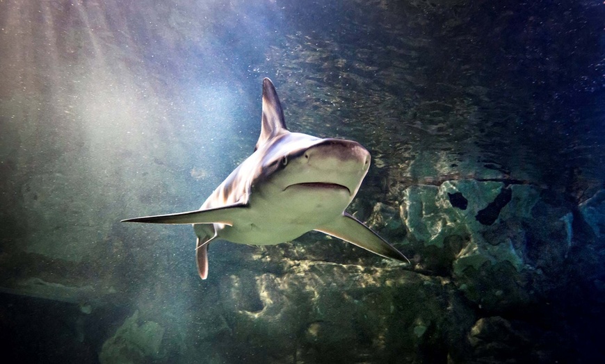 Image 2: SEA LIFE Brighton Aquarium Entry