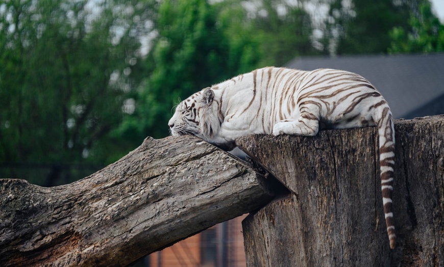 Image 11: ZOO Borysew: ulgowy lub normalny bilet wstępu