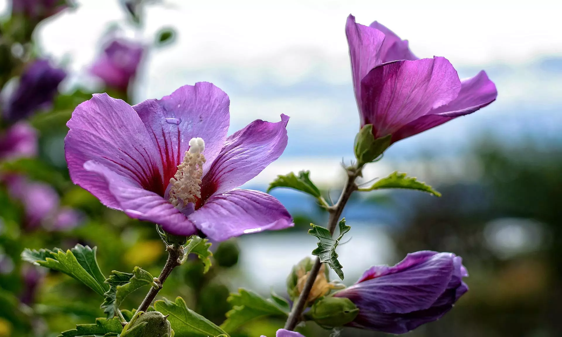 Lot de 4 ou 8 arbustes ornementaux XL différents