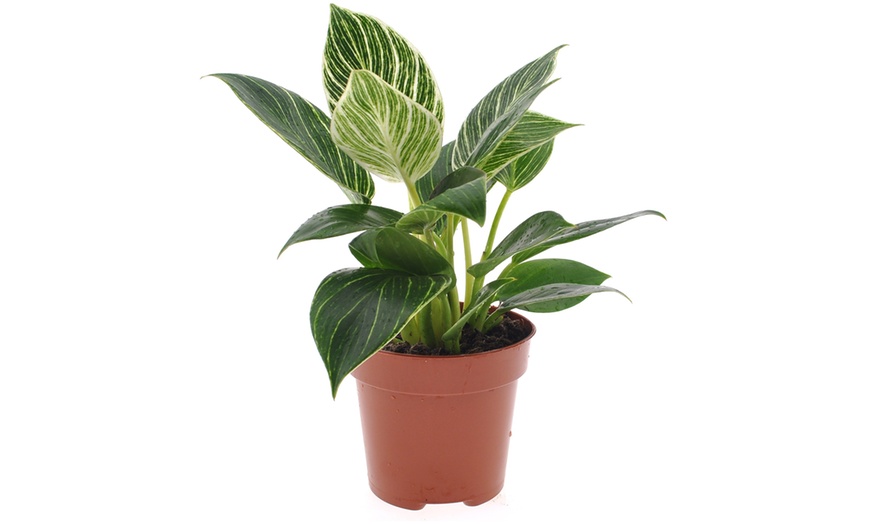 Image 4: 1 of 2 'Philodendron White Wave' kamerplanten van Rootz