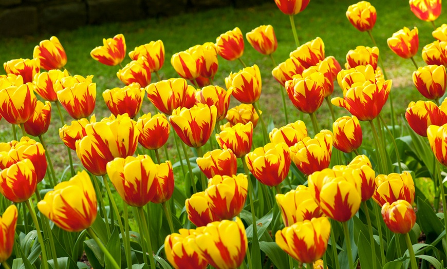 Image 4: 1 ou 2 lots de 30 bulbes de tulipes de Rootz