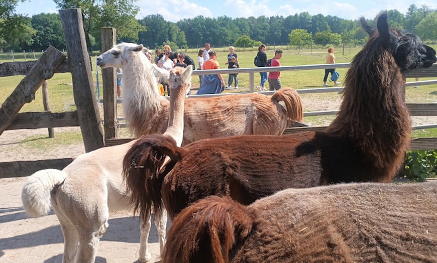 Image 7: Erlebe magische Momente mit Lamas und Alpakas in der Natur