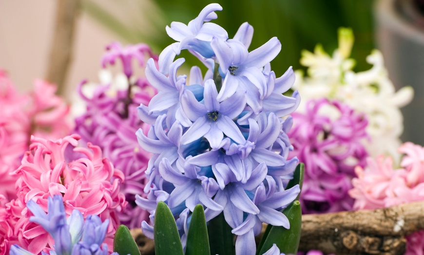 Image 7: Bis zu 40x Hyazinthen-Blumenzwiebel-Mischung