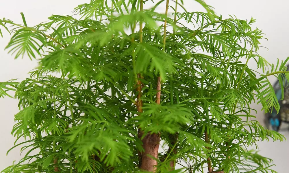 Bonsai Metasequoia Forest in Ceramic Pot - 1 or 2 Plants
