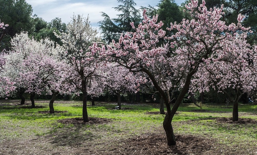 Image 1: Prunus Triloba (amandelboom)