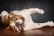 1-Hour Dog Photoshoot with Prints ($9), to Add Acrylic Block ($49) at Photographyroom (Up to $586 Value) - Image 2
