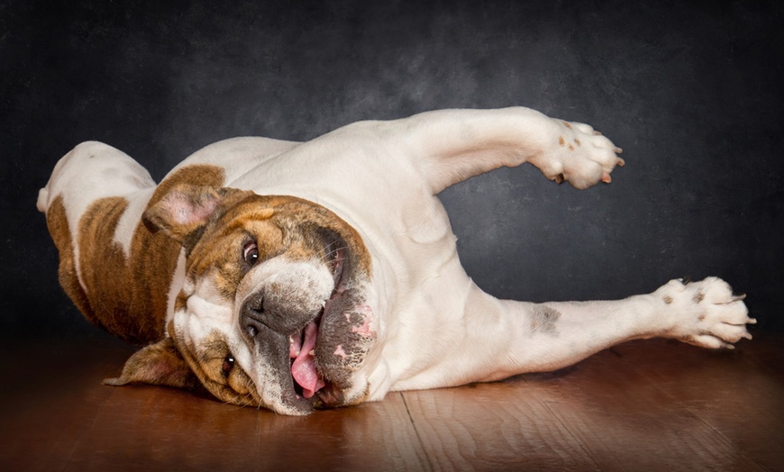 Image 2: 1-Hour Dog Photoshoot with Prints 