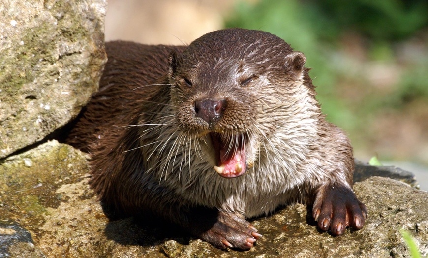 Image 1: Bis zu 22% Rabatt auf den Zoo – Tierpark/Safaripark bei Otter Zentrum