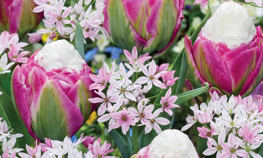 Image 1: Lot de 60 tulipes "Ice Cream" et "Alliums Caméléon"