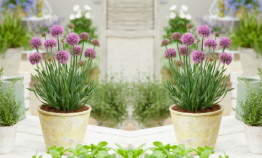 Image 3: Allium Little Sapphire - 1, 3 or 5 Plants