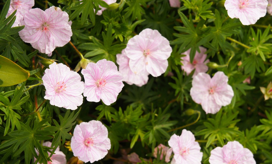 Image 1: Up to Nine Potted Plants of Geranium Vision Light Pink