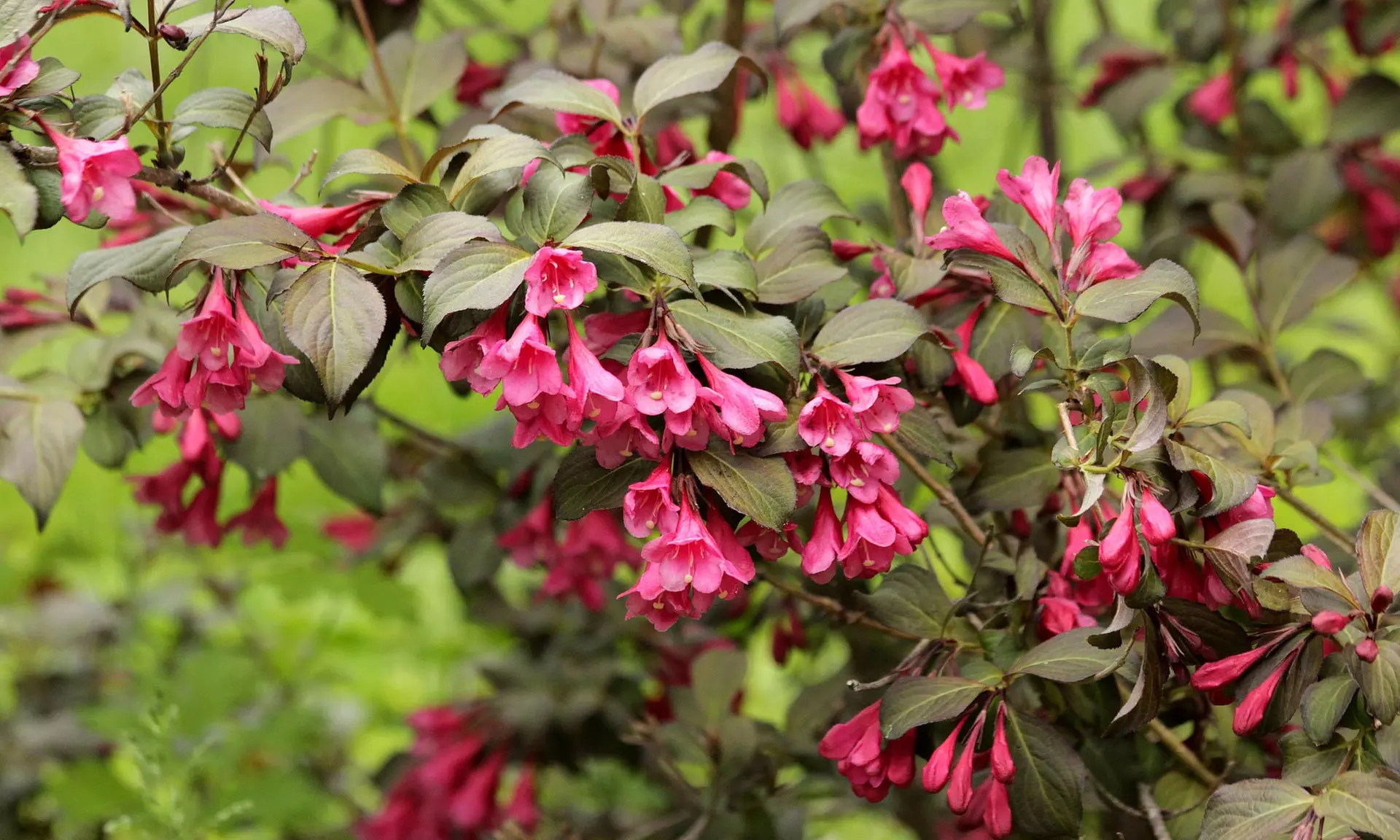 Lot de 4 ou 8 arbustes ornementaux XL différents