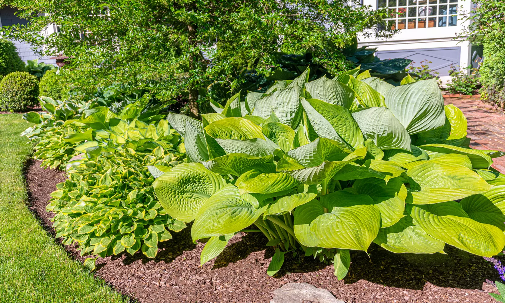  Grannys Giant Hosta Bare Root Mix (3-, 6-, 12-Pack w/ Planting Tool) - Primary Image