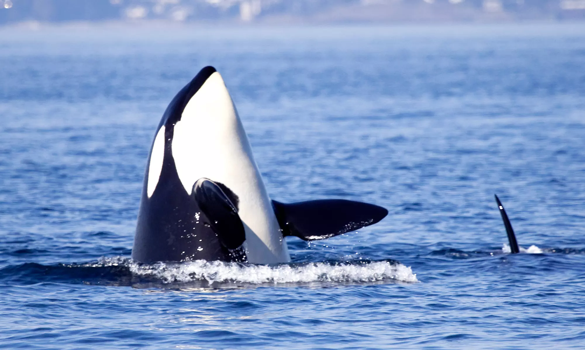 San Diego Whale Watching for Adults, Youths, Military, Seniors - Up to 35% Off with Wild Pacific Whale Watch - Primary Image