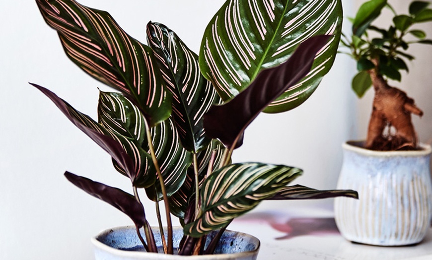 Image 5: Calathea Ornata 'Sanderiana' Pot