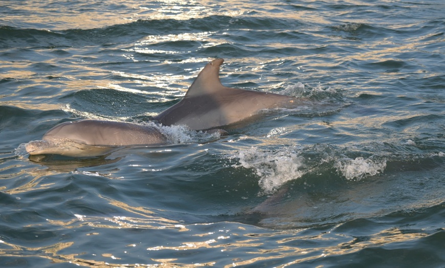 Image 3: Private Sunset & Wildlife Cruises in Ocean City
