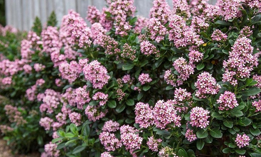 Image 6: Two Escallonia Pink Elle Plants