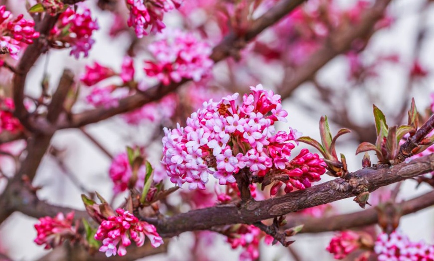 Image 4: Scented Winter Shrub Collection - 3 Plants