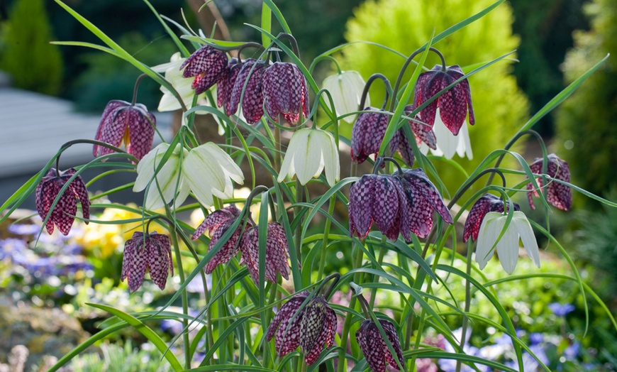 Image 1: Mix de bulbos de Fritillaria Meleagris