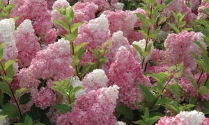 One, Two or Three Hydrangea Vanilla Fraise Plants