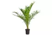 Palmera de Canarias Phoenix Canariensis, Ideal para Terrazas Soleadas - Second Medium