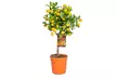 1 o 2 piante di Citrus Calamondin, Limon o Kumquat sempreverdi - Image 3