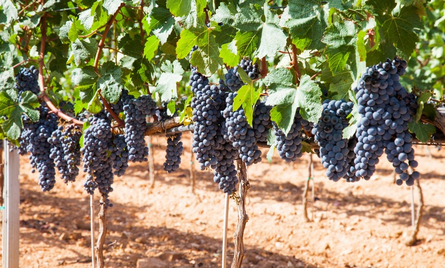 Image 3: Visita guiada y cata de vinos para 2 o 4 personas 