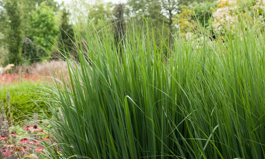 Image 3: 1 ou 2 lots de plantes panicum virgatum 'Northwind'