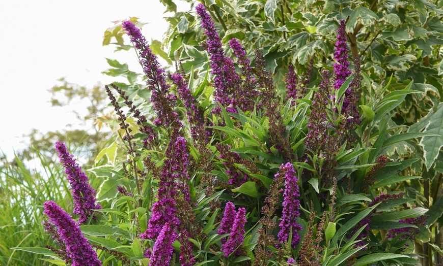 Image 10: One or Three Buddleja Butterfly Tower Plants