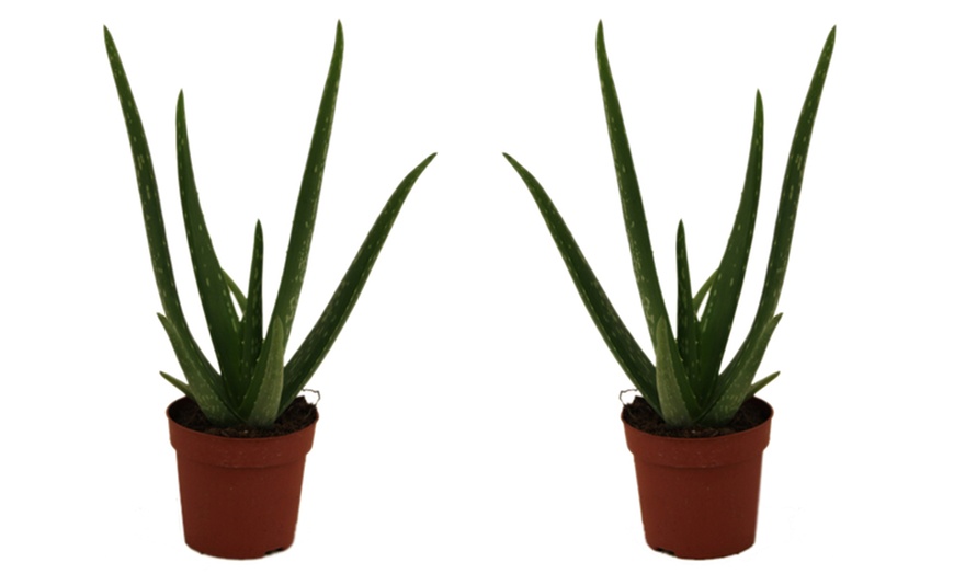 Image 6: Aloe Vera 10.5 cm Pot - One, Two or Three Plants