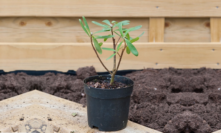 Image 8: Daphne 'Eternal Fragrance' – 1 or 2 Potted Plants