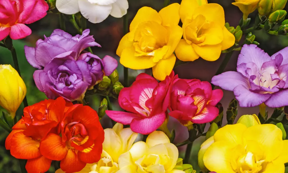 100x Freesien-Blumenzwiebel - Primary Image