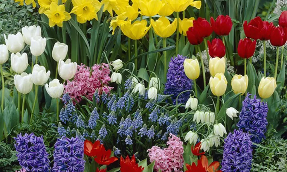 Classic Dutch Garden Kit (125 Bulbs) - Primary Image