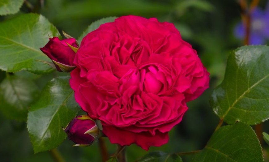 Image 7: Scented Double Hybrid Tea Rose Collection - Up to 5 Plants