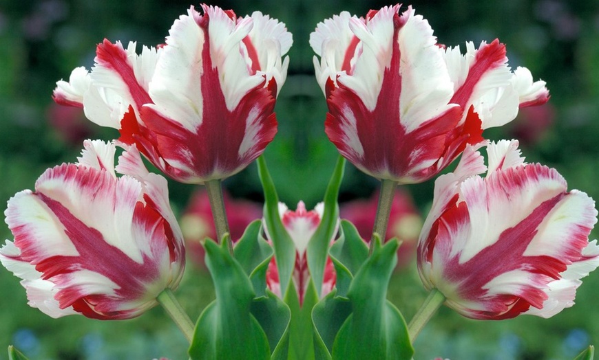 Image 2: Ensemble de 21 bulbes de tulipe "Estella Rijnveld"