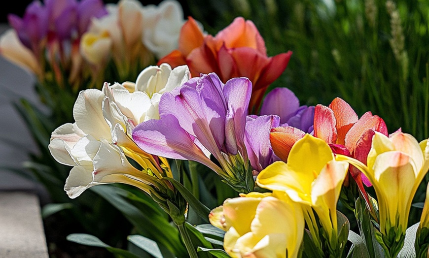 Image 2: 40x Freesien Blumenzwiebel-Mix