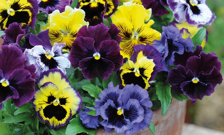 Image 3: 24 or 48 Pansy Frizzle Sizzle Mixed Collection Plants