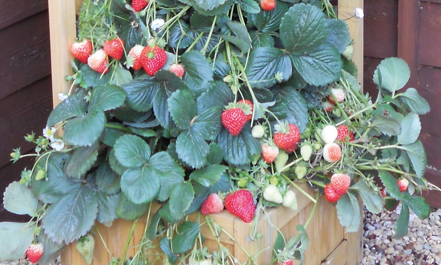 Image 1: Climbing Strawberry Skyline Plants