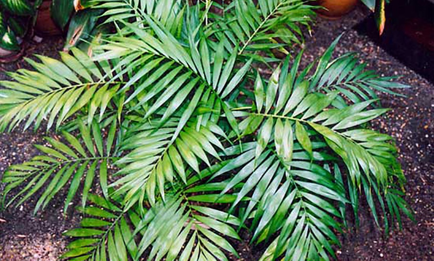 Image 5: Lot de variétés de palmiers