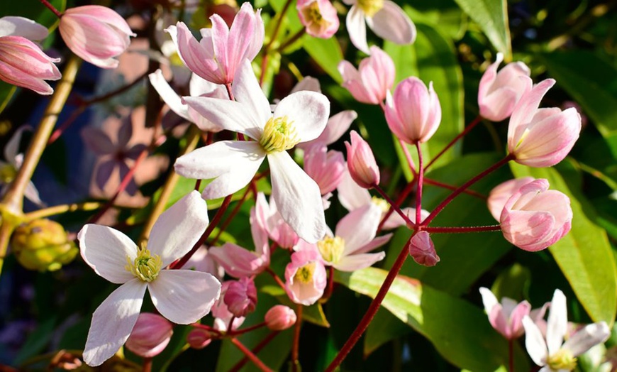 Image 3: Clematis Armandii 'Apple Blossom' 2-Litre Potted Plant