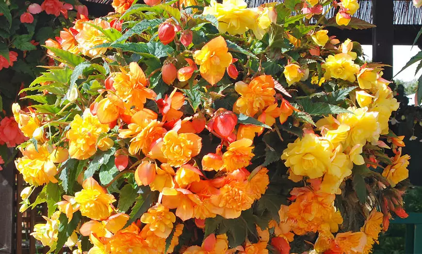 Image 1: Two Preplanted Begonia 'Apricot Fiery Shades' Hanging Baskets