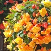 Image 1: Two Preplanted Begonia 'Apricot Fiery Shades' Hanging Baskets