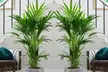 1 ou 2 palmiers Kentia d'intérieur, livrés avec pot - Second Medium