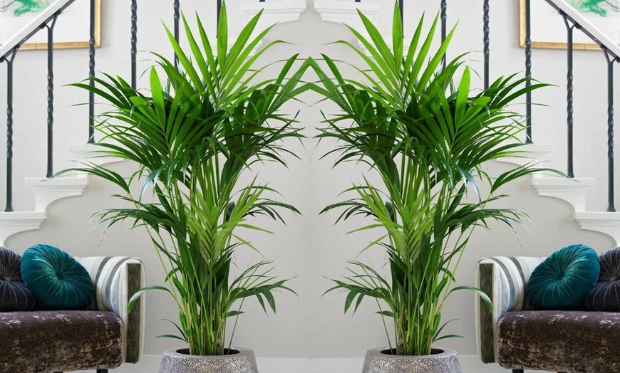 Image 3: 1 ou 2 palmiers Kentia d'intérieur