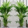 Image 3: 1 ou 2 palmiers Kentia d'intérieur