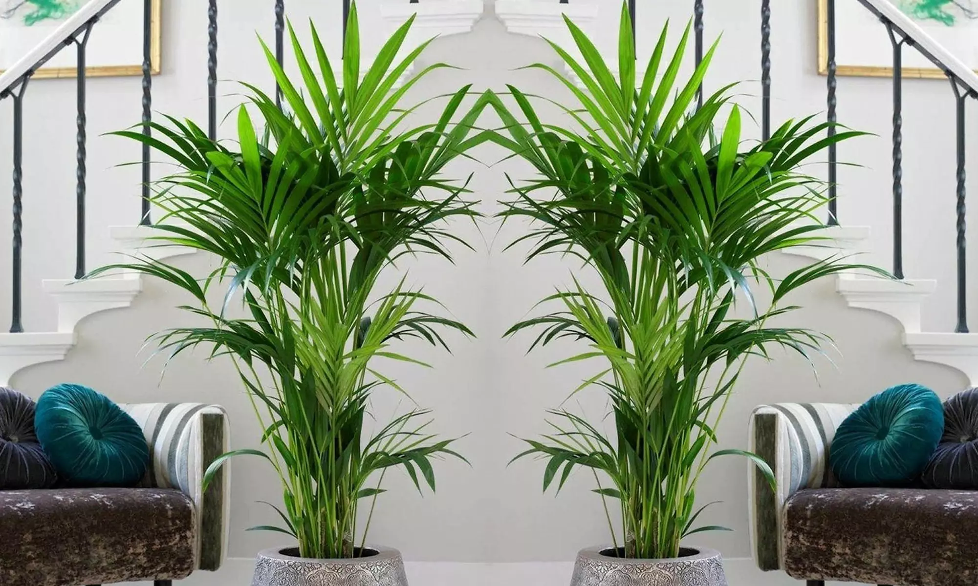 1 ou 2 palmiers Kentia d'intérieur