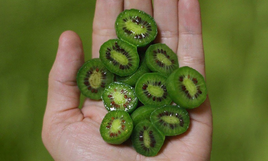 Image 3: Potted Kiwi Berry Plant