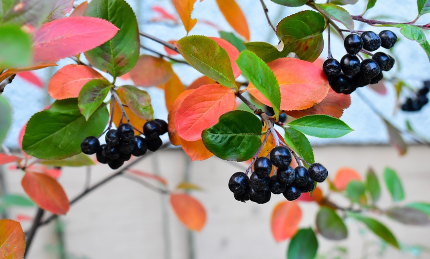 Image 3: Aronia Berry Nero 2L Plant