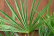 Dwarf Fan Palm 'Chamaerops Humilis Vulcano' - 1 or 2 Potted Plants - Image 6