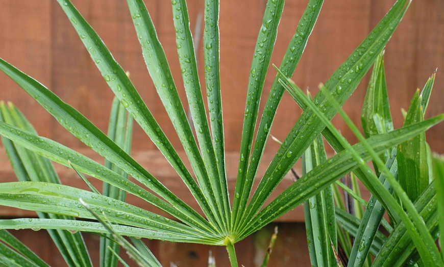 Image 6: Dwarf Fan Palm 'Chamaerops Humilis Vulcano' - 1 or 2 Potted Plants